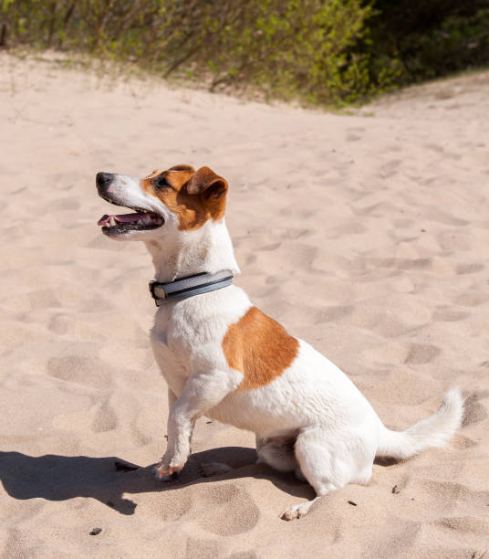 istock Dog Jack Russell sits on the sea 687167440