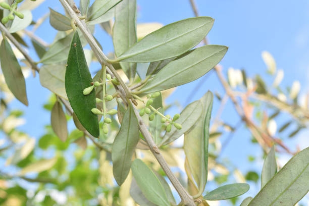 istock Leaves and olive shoots with bunch of buds 687173394