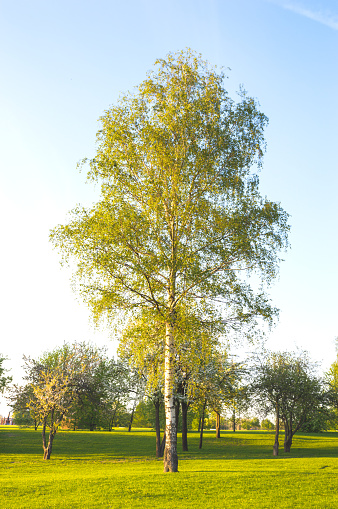 Green birch forest