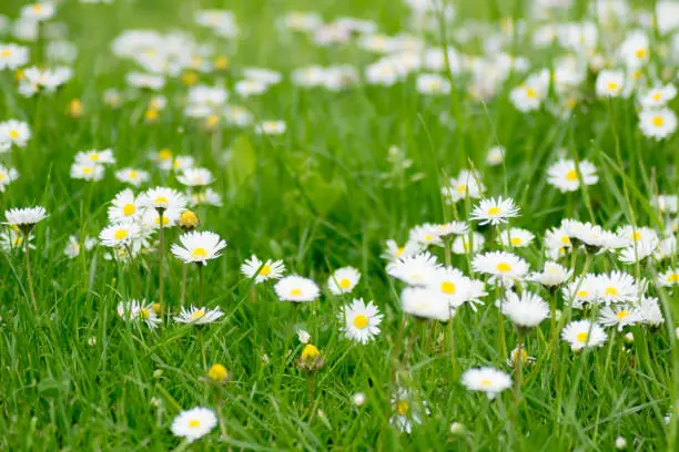 Spring meadow with fresh white daisies and lush green grass in a low angle view with shallow dof conceptual of the seasons