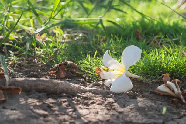 Photo of Plumeria flower