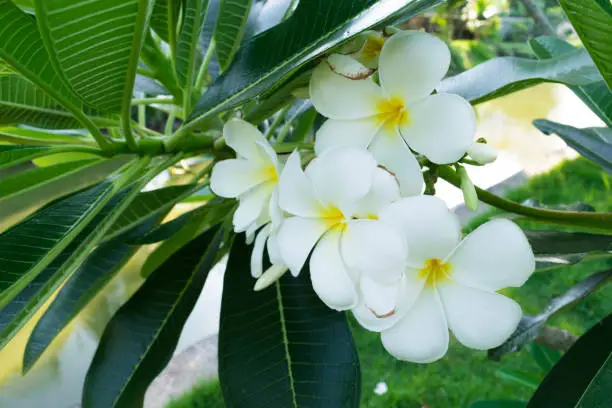 Photo of Plumeria flower