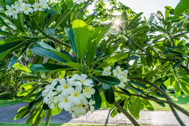 Photo of Plumeria flower