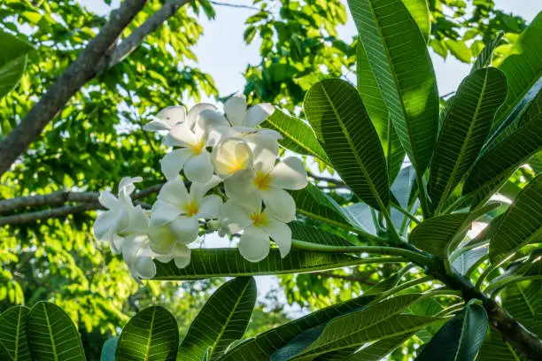 Photo of Plumeria flower