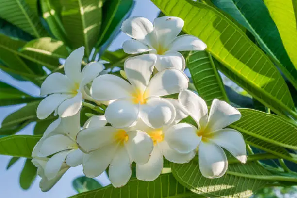 Photo of Plumeria flower