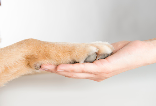 Dog paw and woman’s hand on white background.