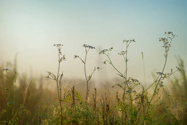 istock Stems hemlock against the sky and meadows 687187486