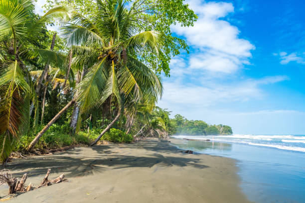 プラヤ ネグラ - cahuita、リモン - コスタリカ - 熱帯楽園ビーチで黒い��ビーチ - park tree sky landscape ストックフォトと画像