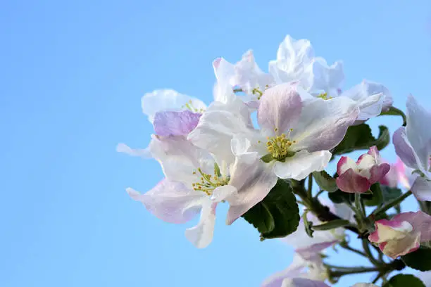 Apple Blossoms Against a Light Blue Sky