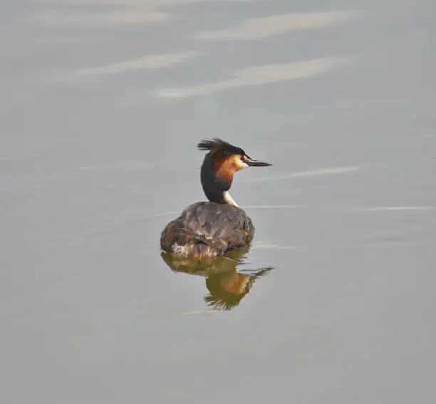 Great crested grebe swims along the river.