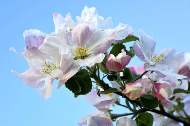 Apple Blossoms Against a Light Blue Sky