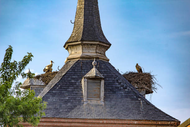 Storks storks in their nest on a roof of Alcalá de Henares. alcala de henares stock pictures, royalty-free photos & images