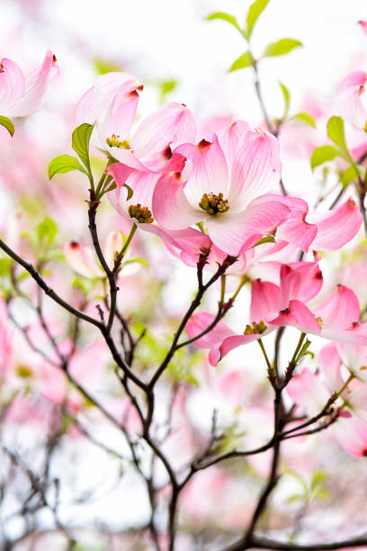 istock Pink Dogwood Blossoms 687196542