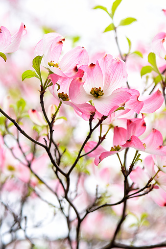 Pink Dogwood  blossoms up close.
