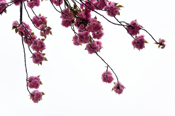 istock Pink Flowers against White Background 687196728