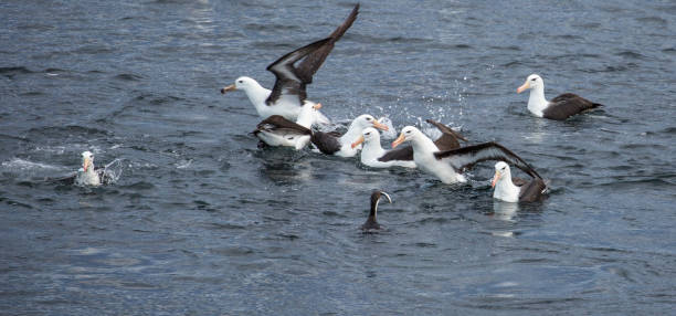 istock Argentina: Albatross and Cormorants 687197086