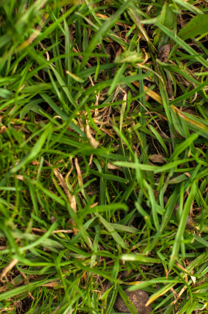 istock Green real grass texture background. Top view photo 687197210