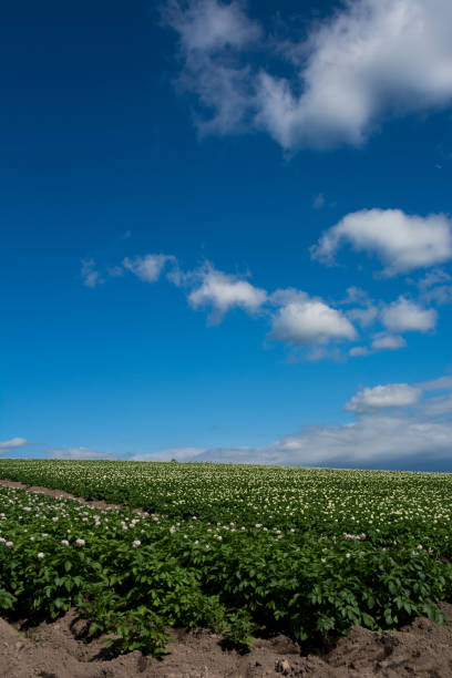 Potato field with white flowers in full bloom Potato field with white flowers in full bloom with blue summer sky in the hill area 丘 stock pictures, royalty-free photos & images