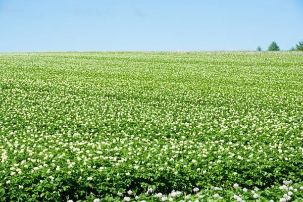 Potato field with white flowers in full bloom Potato field with white flowers in full bloom in the hilly area Hokkaido Japan at summer 丘 stock pictures, royalty-free photos & images