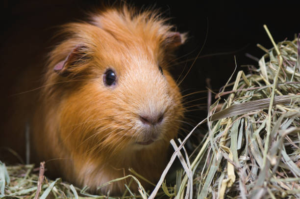 istock Portrait of red guinea pig. 687206896