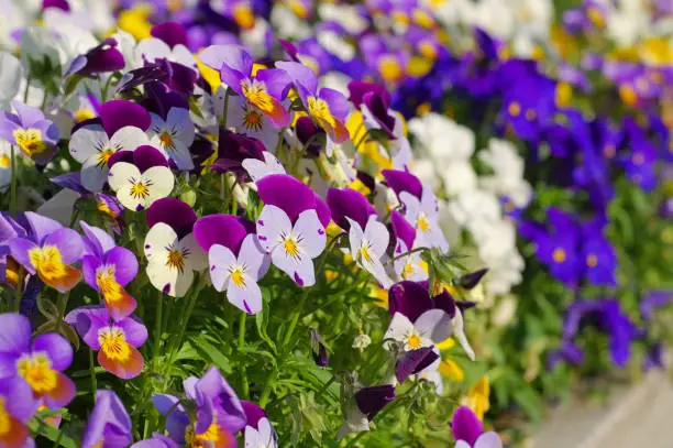 many pansy flowers in spring