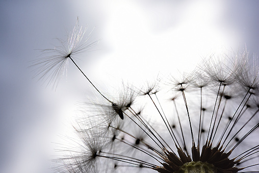 A close image of a dandelion with one seed making a break for it.