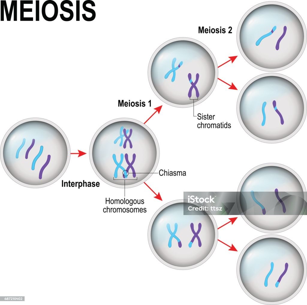 meiosis. División celular - arte vectorial de Meiosis libre de derechos