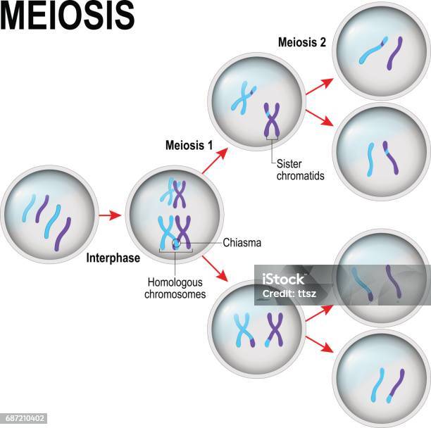 Ilustración de Meiosis División Celular y más Vectores Libres de Derechos de Meiosis - Meiosis, Cromosoma, Citocinesis