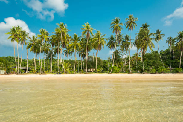 istock Coconut tree palm at the tropical beach 687214614