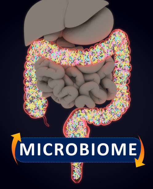 istock Gut bacteria, microbiome. Bacteria inside the large intestine, concept, representation. 3D illustration. 687214758
