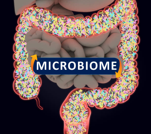istock Gut bacteria, microbiome. Bacteria inside the large intestine, concept, representation. 3D illustration. 687214822