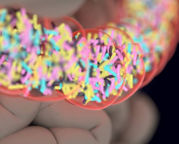 istock Gut bacteria, microbiome. Bacteria inside the large intestine, concept, representation. 3D illustration. 687215944