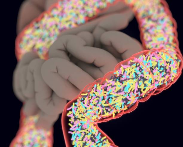 istock Gut bacteria, microbiome. Bacteria inside the large intestine, concept, representation. 3D illustration. 687217156
