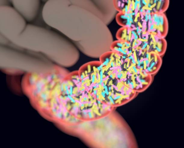 istock Gut bacteria, microbiome. Bacteria inside the large intestine, concept, representation. 3D illustration. 687217204