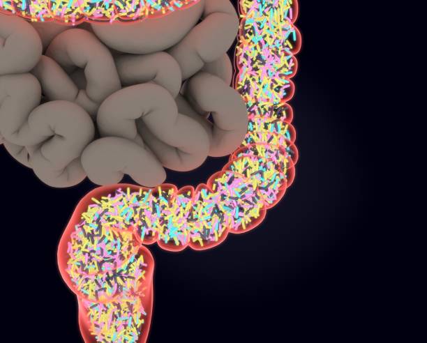 istock Gut bacteria, microbiome. Bacteria inside the large intestine, concept, representation. 3D illustration. 687217232