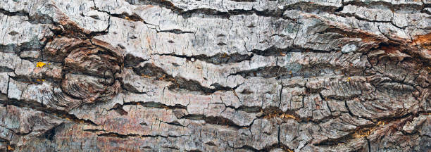 istock Panorama of the poplar bark 687217244