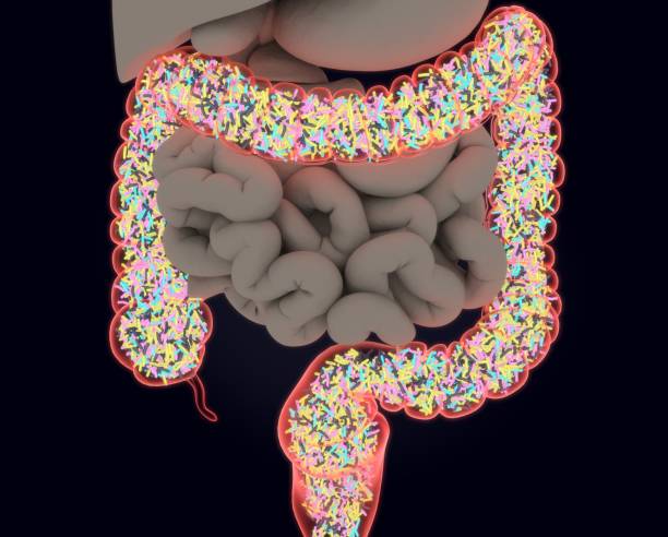 istock Gut bacteria, microbiome. Bacteria inside the large intestine, concept, representation. 3D illustration. 687217354