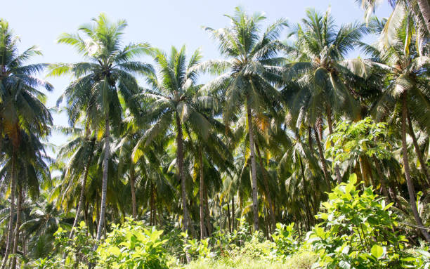 palmeras - mentawai islands rural scene sumatra indonesia fotografías e imágenes de stock