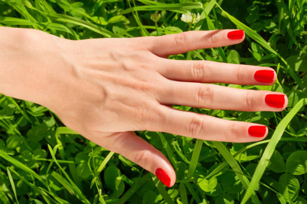 istock Woman hand with bright red nails against green grass. 687218252