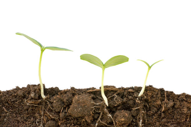 istock Three different growing cucumber plants close up. Roots and soil cutaway visible. Flat lay isolated on white 687218320