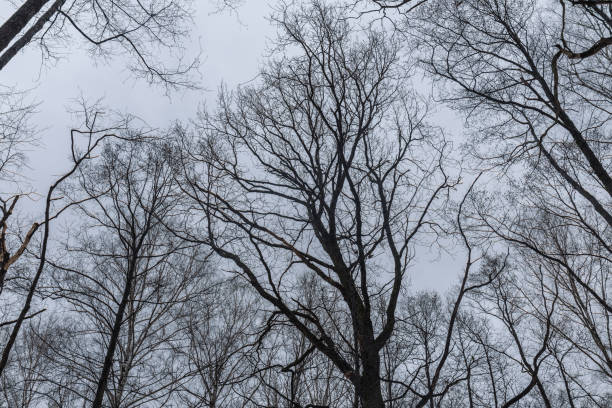 istock Trees branches on the background of cloudy sky 687221112