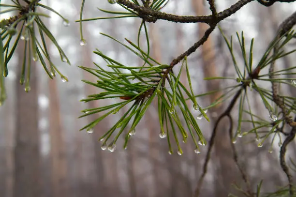 Photo of Water drops on pine-needle