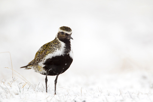 A golden Plover in the snow looking for food. Iceland