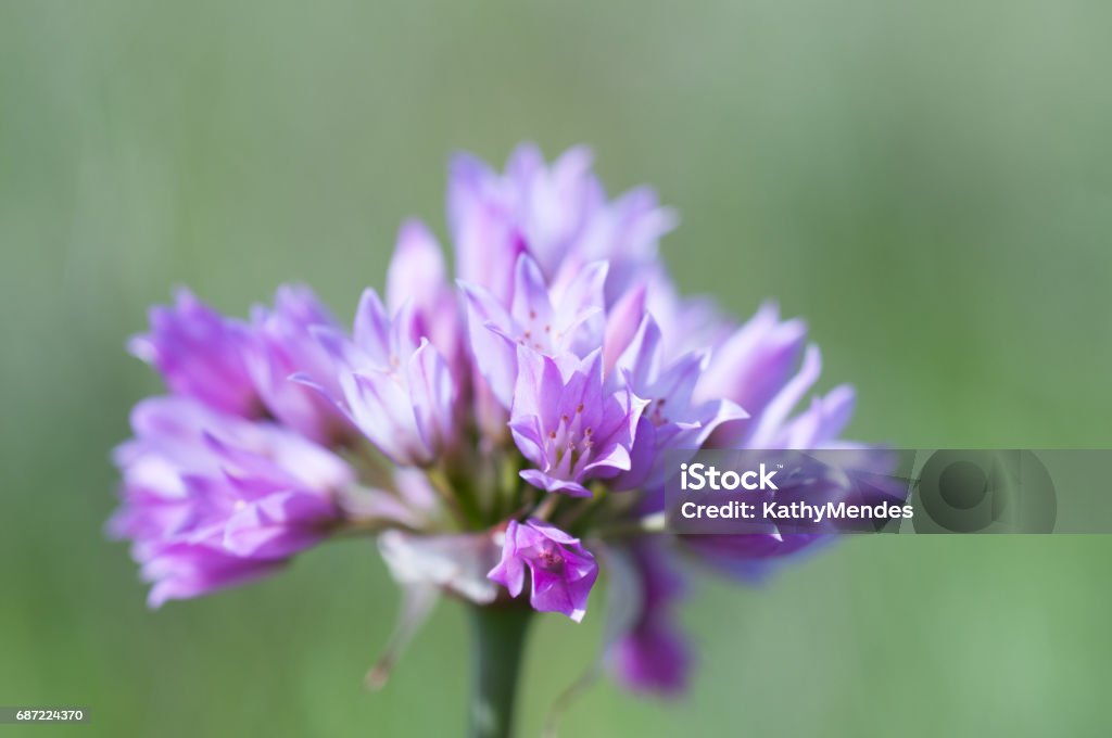 Capas Del Racimo De Flor Morada De Desenfoque En El Fondo Foto de stock y más banco de imágenes de California - iStock Capas Del Racimo De Flor Morada De Desenfoque En El Fondo Foto de stock y más banco de imágenes de California - iStock