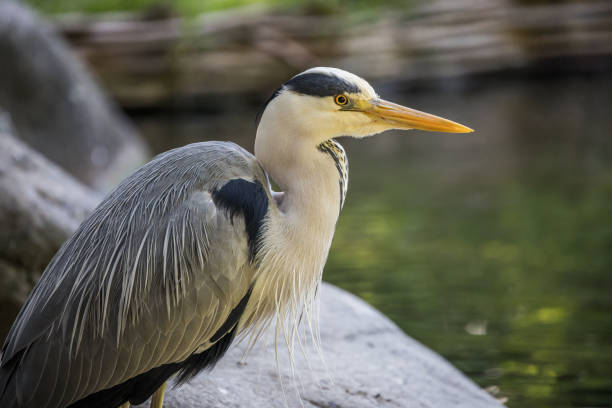 istock Heron in Frederiksberg Garden, Copenhagen, Denmark 687227750