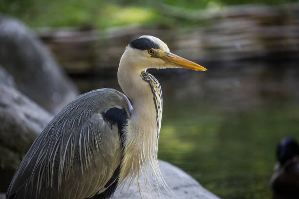 istock Heron in Frederiksberg Garden, Copenhagen, Denmark 687227816