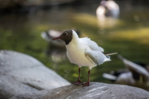 black-headed gull in Frederiksberg Garden, Copenhagen, Denmark.