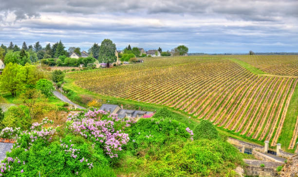 viñedo en chinon-valle del loira, francia - chinon fotografías e imágenes de stock