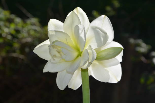 istock White amaryllis blossom in the sunlight   (  Amaryllidoideae  ) 687235136