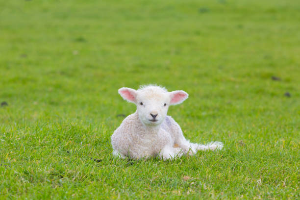 istock Small cute lamb gambolling in a meadow in a farm 687235320